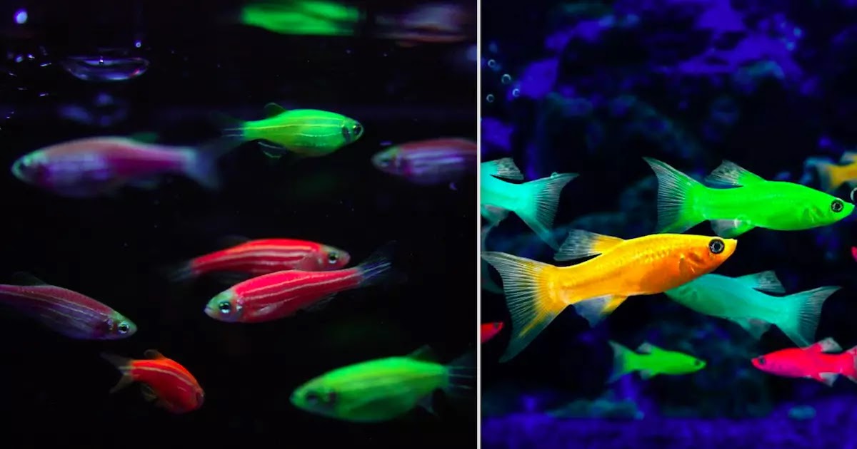 Genetically Modified Glowing Zebrafish Have Escaped Into The Rivers Of Brazil