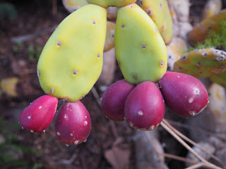 Cactus als Jardins de Mossèn Costa i Llobera (Barcelona) per Teresa Grau Ros