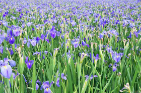 purple iris, flowers, Kijoka, Ogimi, Okinawa