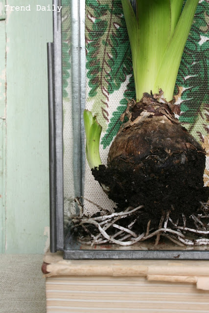 caroline davis stylist, trend daily blog, styling details, terranium, plants in a box, spring bulbs