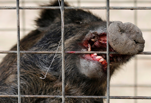 Fukushima, Japan ‘falls under seige’ of wild boars