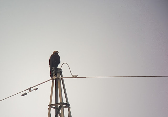 Águila imperial en sierra de Andújar