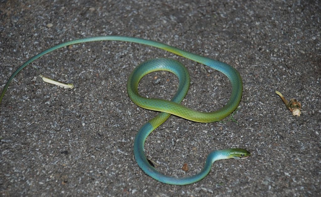 Rough Greensnake – Florida Snake ID Guide