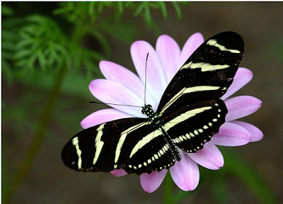 Butterfly, Butterfly Amazing Facts