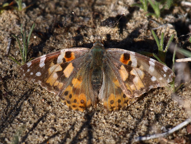 Painted Lady Butterfly Anza-Borrego Desert