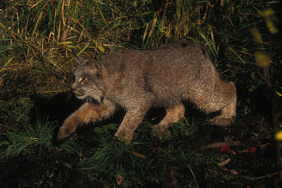 Canada lynx