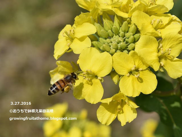 ミツバチと菜の花の写真