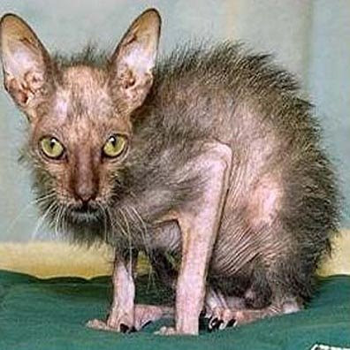 The Ugliest Cat in the World