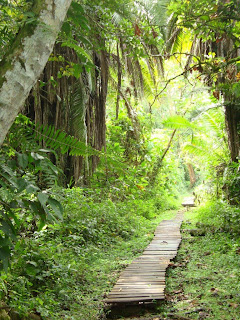 walk way in Bigodi Wetlands