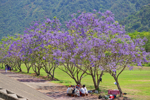 南投埔里內埔飛場河堤步道夏賞藍花楹紫色夢幻，秋賞台灣欒樹之美