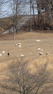 Spring Creek Farm Tennessee, WWOOF USA