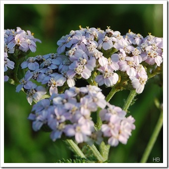 Schafgarbe © H. Brune