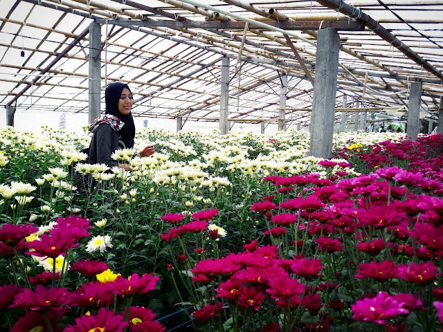 Info Lengkap Setiya Aji Flower Farm Taman  Bunga  Cantik di 