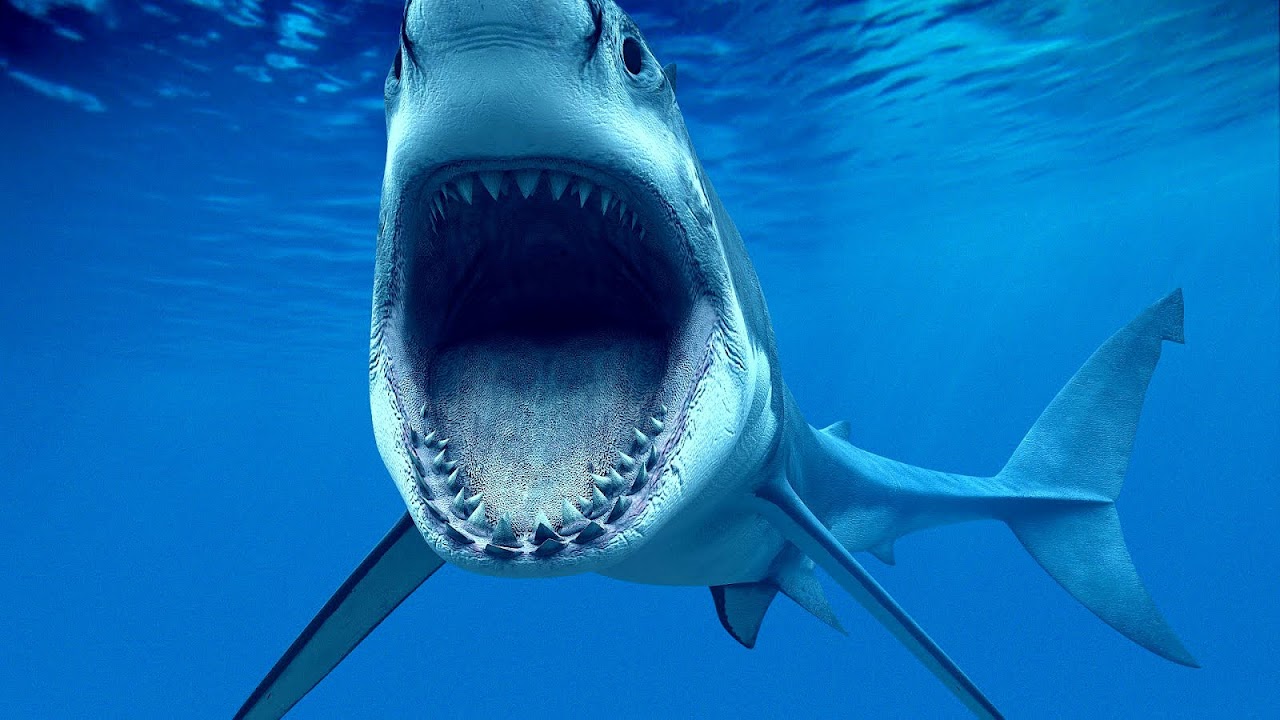 The Most Dangerous Shark