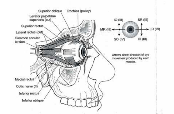 ANATOMY & PHYSIOLOGY TERMINOLOGY-NERVOUS SYSTEM EYES