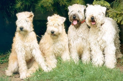 Soft Coated Wheaten Terrier