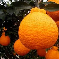 jeruk satsuma