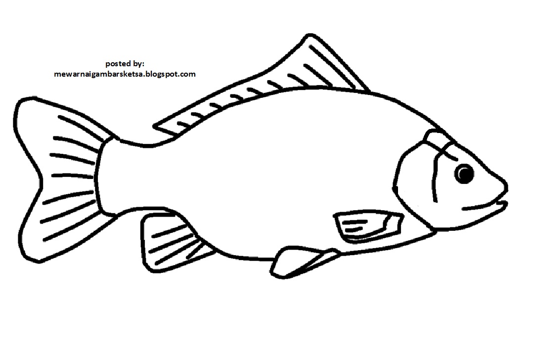  Mewarnai Gambar Mewarnai Gambar Sketsa Hewan Ikan 10