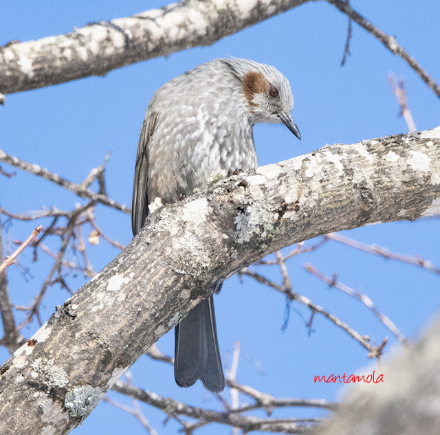 Brown-eared Bulbul