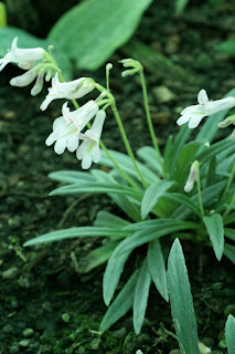 Primulina linearifolia - Chirita linearifolia 