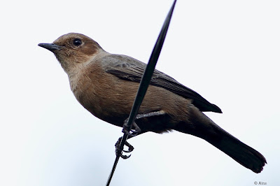 Brown Rock Chat