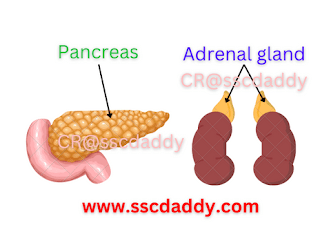 Endocrine system diagram