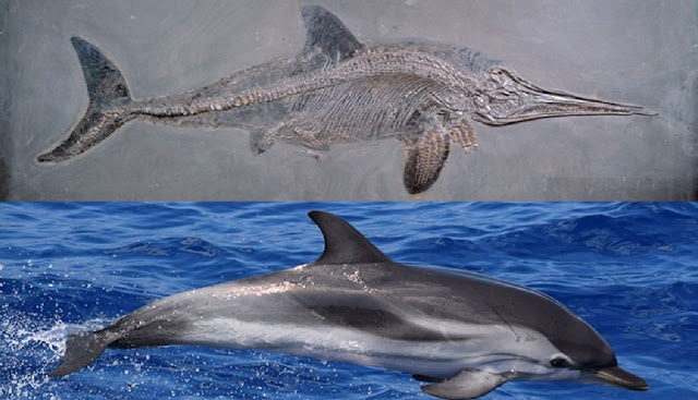 Дельфины и ныне вымершие морские рептилии ихтиозавры