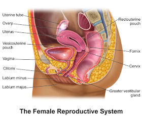 Female reproductive organs, sectional view