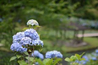 辰ノ口親水公園紫陽花園2020