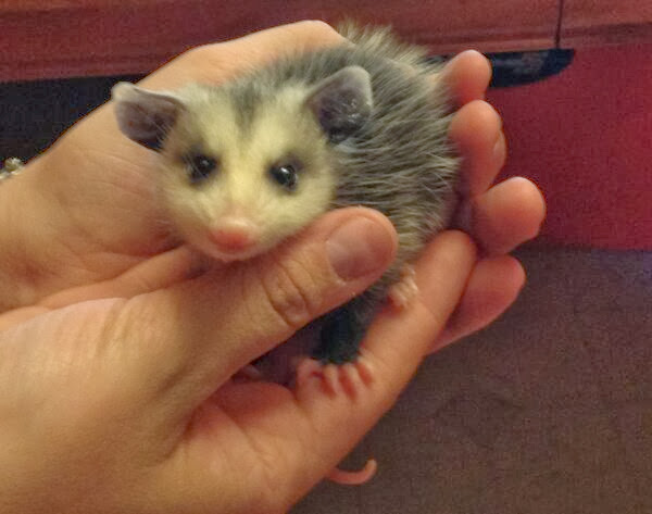 Funny animals of the week - 6 December 2013 (35 pics), cute baby possum