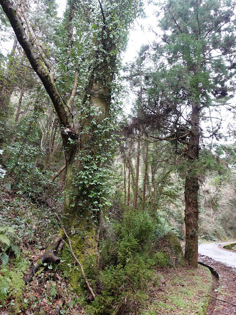 鳥取県米子市淀江町中西尾　林道からの眺望