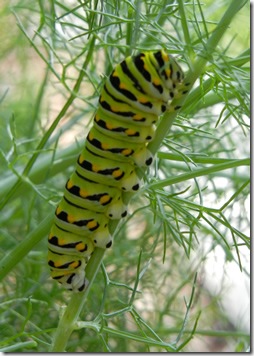 caterpillar06