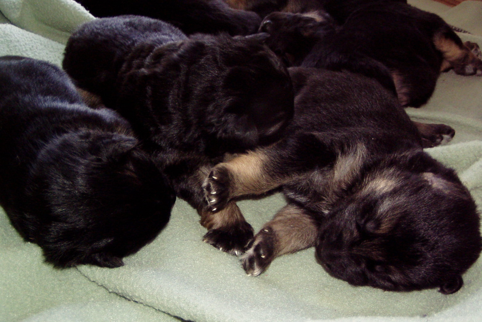Shannons Shepherds: Two Week Old German Shepherd Puppies
