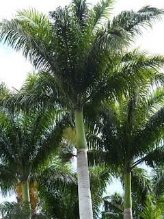 Roystonea regia - Palmier royal de Cuba