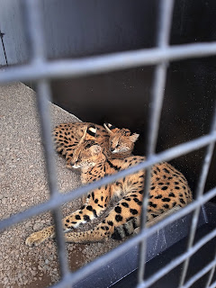 Mini Zoo Mariwati Cipanas Cianjur tempat Wisata Hits Terbaru