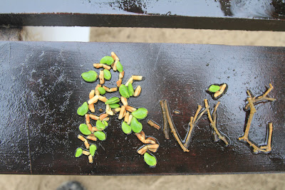 Avicennia germinans - Black Mangrove, Puerto Villamil, Isabela Island, Galápagos