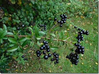 5 privet berries at tolladine lock