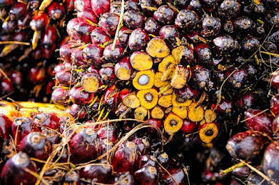 Cara meningkatkan harga jual buah kelapa sawit