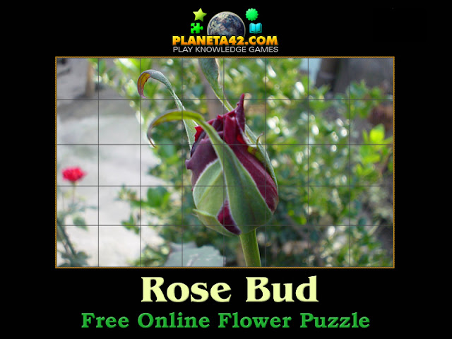 Rose Bud  Puzzle