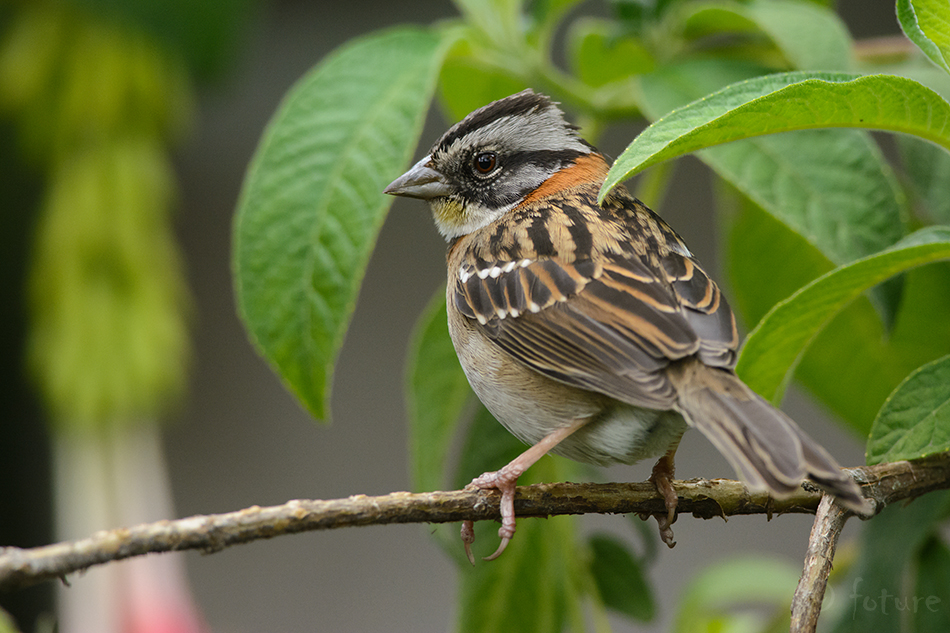 Aedsidrik, Zonotrichia capensis, Rufous-collared Sparrow, sidrik