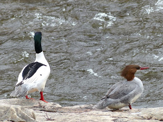 Mergus merganser - Grand Harle - Harle bièvre