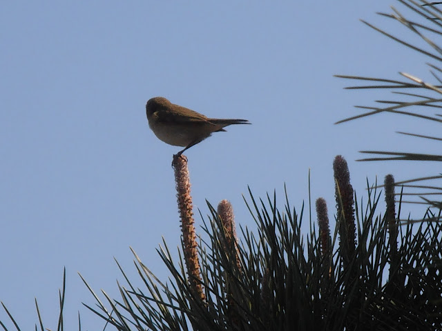 nombres de aves