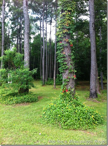 tree