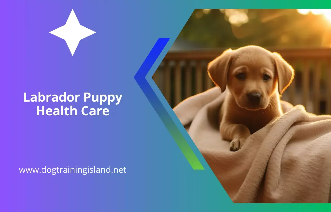 New labrador puppy tips 2023