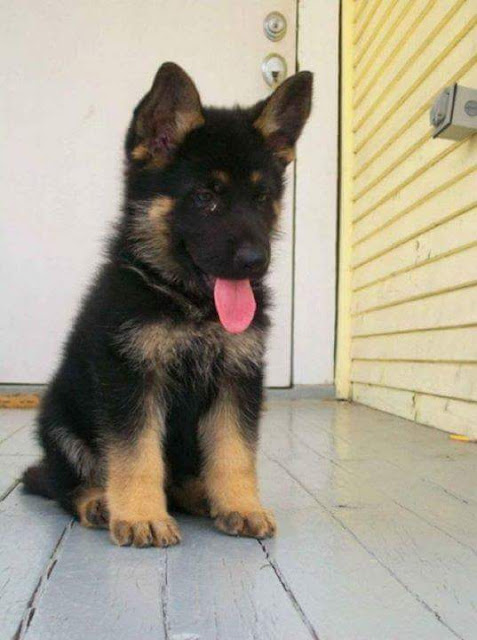 Germen shepherd beautiful puppie Dog