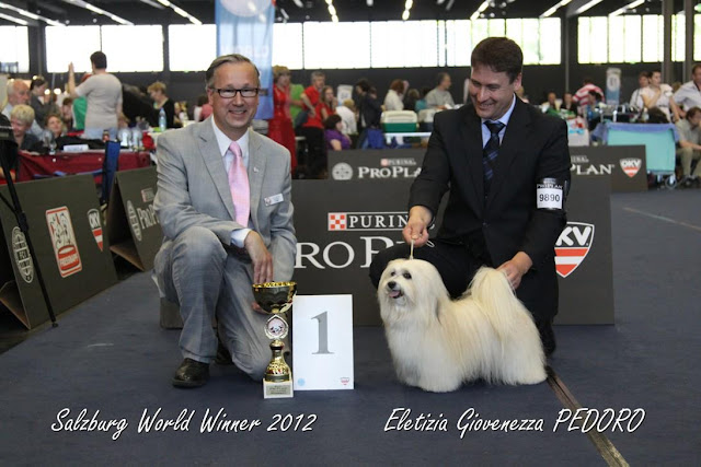 Havaneser Weltsieger - Hündin Eletizia Giovenezza PEDORO - World Winner