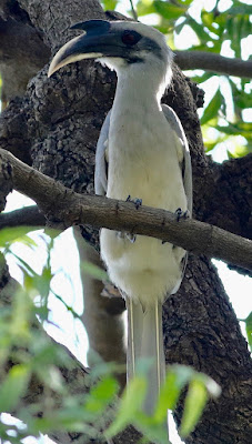 "Indian Grey Hornbill Ocyceros birostris, photographed at the Madhusudhan Grove."