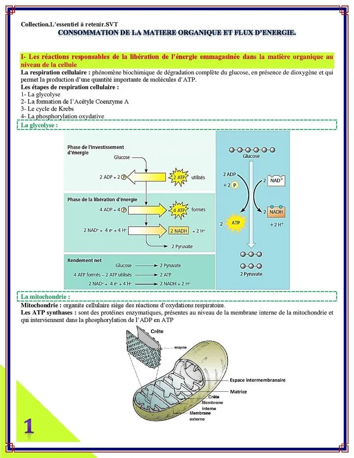 exercices svt 2 bac international maroc