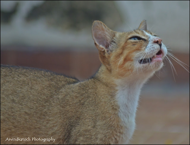 Jungle cat, Indian, Cat,