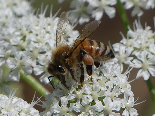 honey bee doing its thing